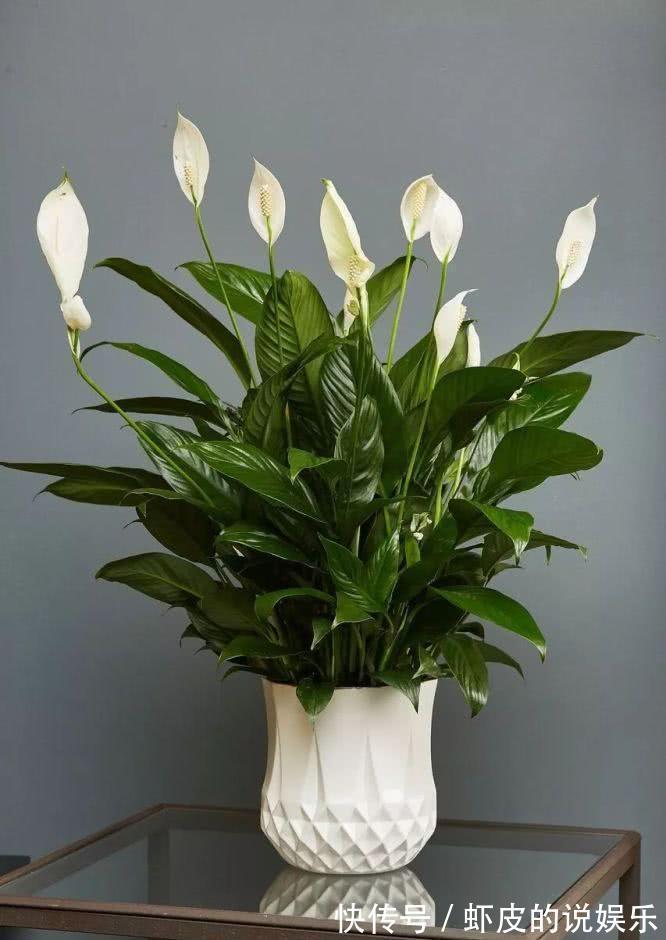12种“健康花”,家里没太阳,照样长爆盆,贵气漂亮,旺家又养人