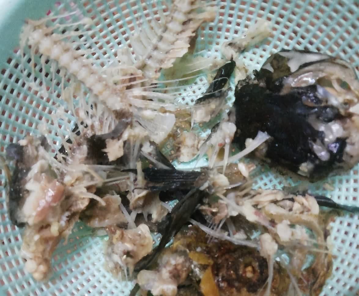 “一等养花肥”从不需花钱买，亲自动手制作，效果好还不烧苗