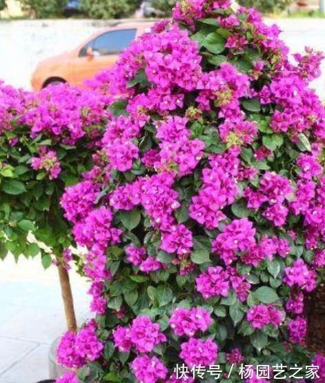 家里吃剩的1种小东西，用来养三角梅，轻松绽放层叠群花