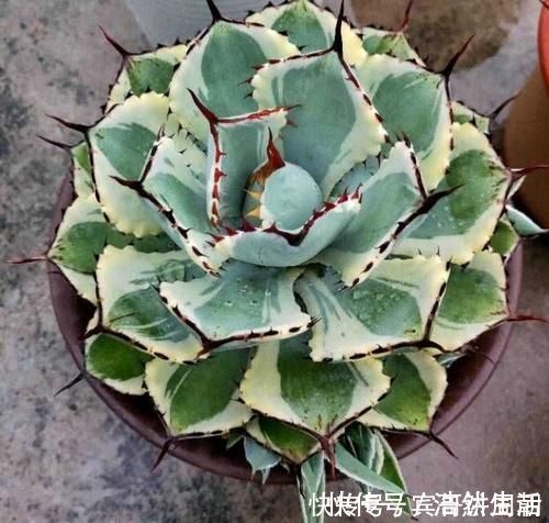 叶子|特别耐旱的5种花,一个月不浇水,照样能生长,呼呼长满盆