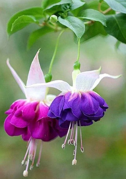 喜欢养花，不如养盆月季，被誉为“花中皇后”，十分讨人喜欢