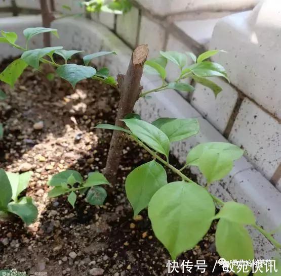 3种花太贵，别再买了，剪几个枝就能扦插几十盆！