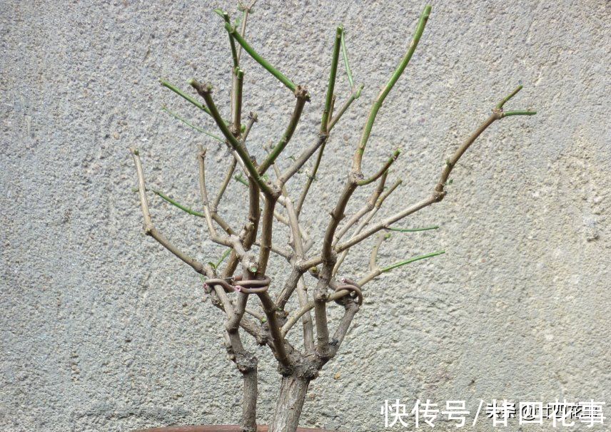 茉莉花期结束后,4件事万万别做,明年花少是小事,就怕过不了冬