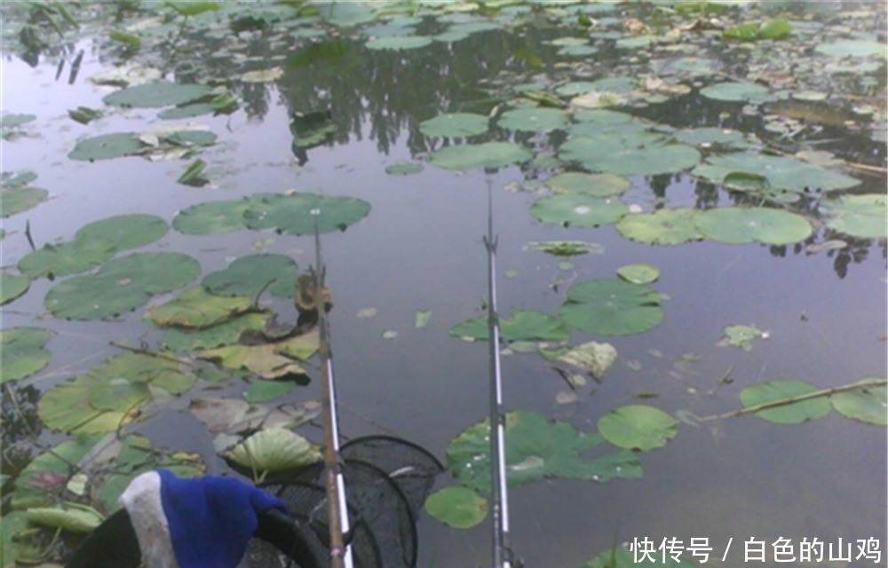 夏季野钓选钓位,钓水草还是钓明水?钓草未必好,明水未必没鱼!