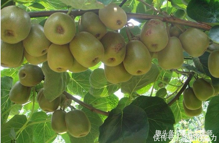 食物|有营养又美味的食物,坚持常吃,补益身体,改善便秘,延缓衰老