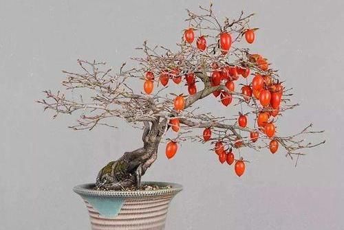 老鸦柿上盆后的养护很重要,5个方面的经验,帮你做好日常管理