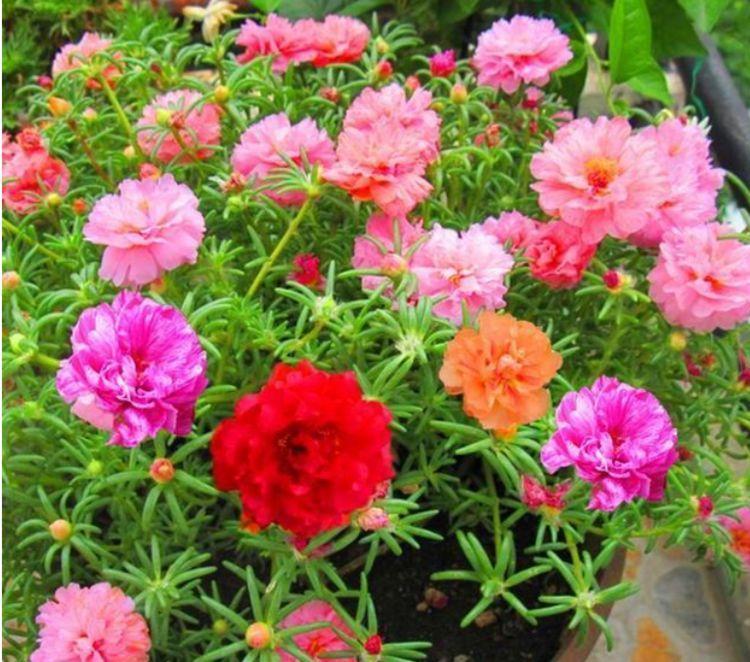 几种花是懒人的最爱,有阳光就爆盆,给点水就疯长,太好养