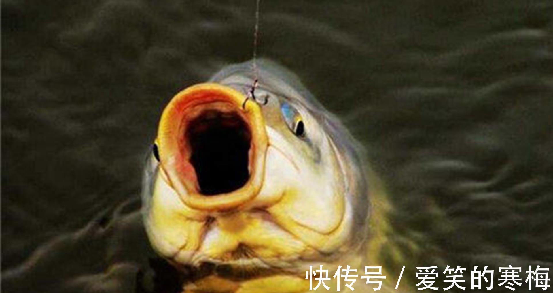 气压|夏季如何钓鲤鱼?只要找对方法,偶尔爆护并不难