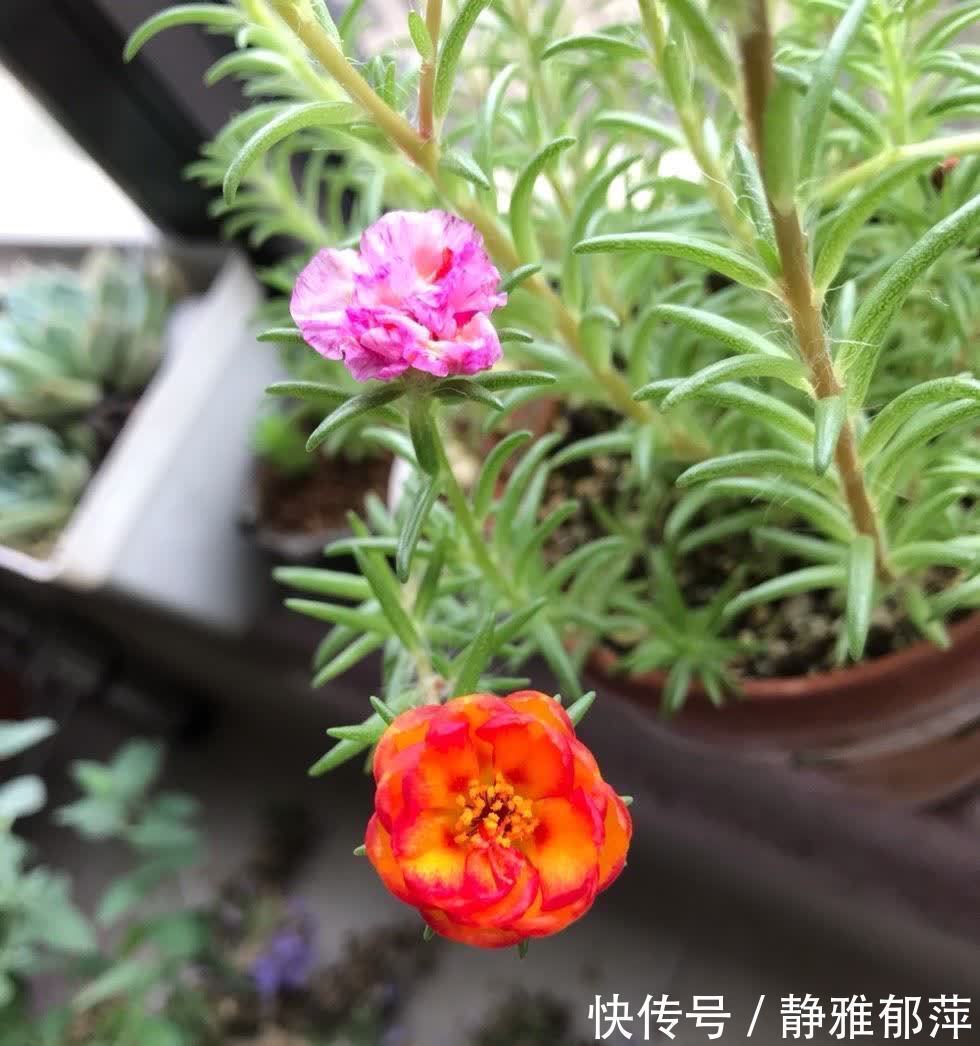 松叶牡丹|集美貌与好养于一身的“3种花”,不怕高温暴晒,三天两头开花