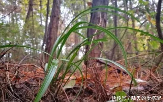 格外|自己动手制作腐叶土、松针土养花,一点不难,还格外省钱好用