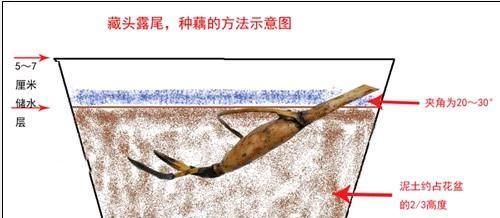 盆栽荷花怎么种？