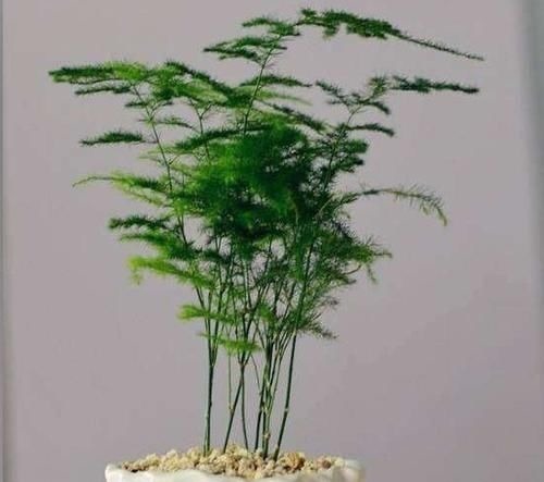 想要文竹长的旺,最好施什么肥?知道一点施肥再也不犯难!