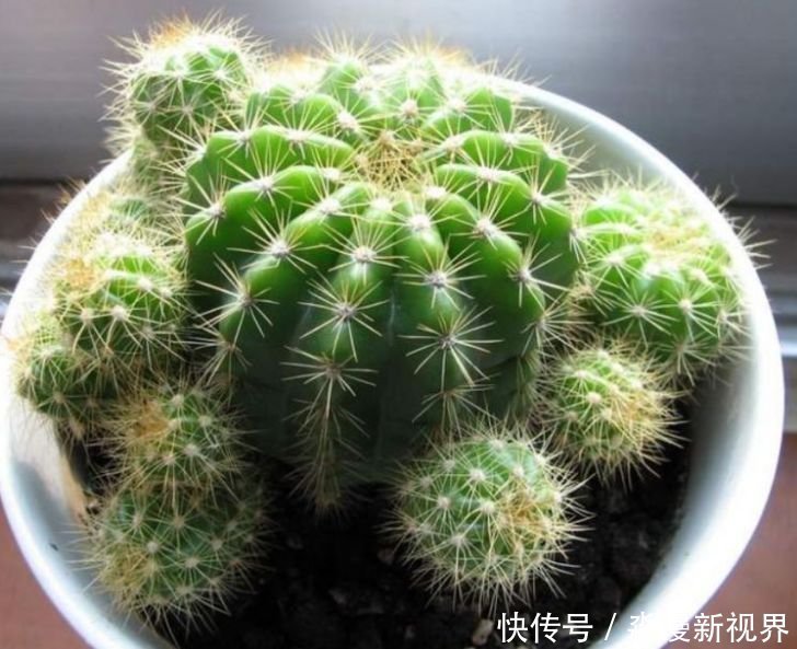 人养花,花也养人,家养3种花,漂亮还净化空气,烂漫迷人眼