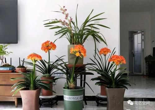 高手都用啤酒养君子兰，具体有啥好处？可能很多人都不知道！