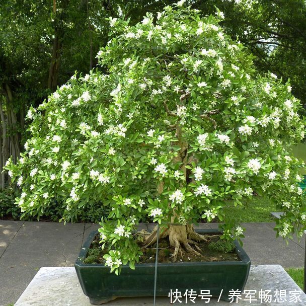 光照|晚上失眠,就养“这花”,香味扑鼻,一觉睡到天亮,别不养