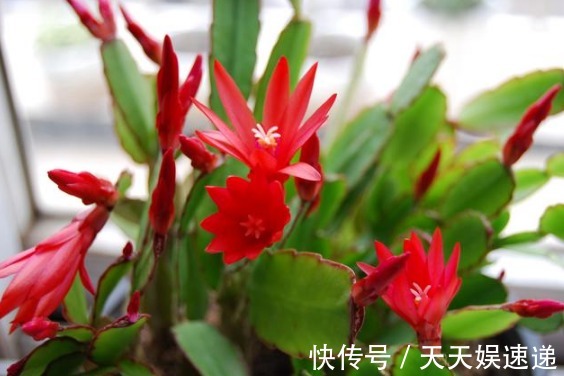 养花老生虫盆里放一物,没有一个虫,枝繁叶茂、开花多!