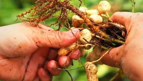 高尔夫球|即便是知识渊博的人也不一定知道的12个有趣的小知识