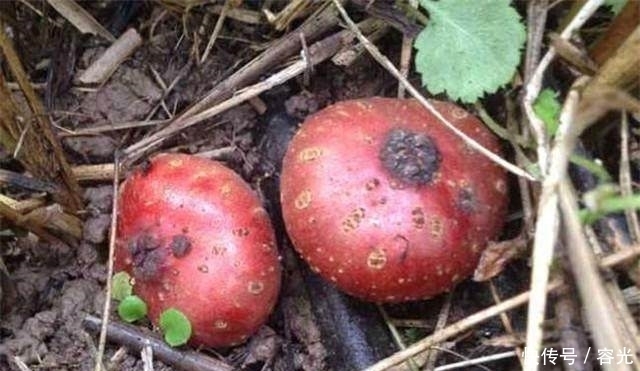 越来越|女人常吃此物,滋养卵巢,子宫越来越干净,腰不酸,浑身有劲