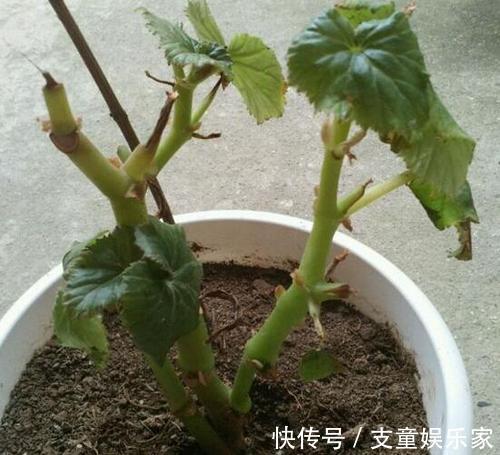 漂亮花|3种漂亮花,再“喜欢”也别贸然买,太难养,一般人根本养不活