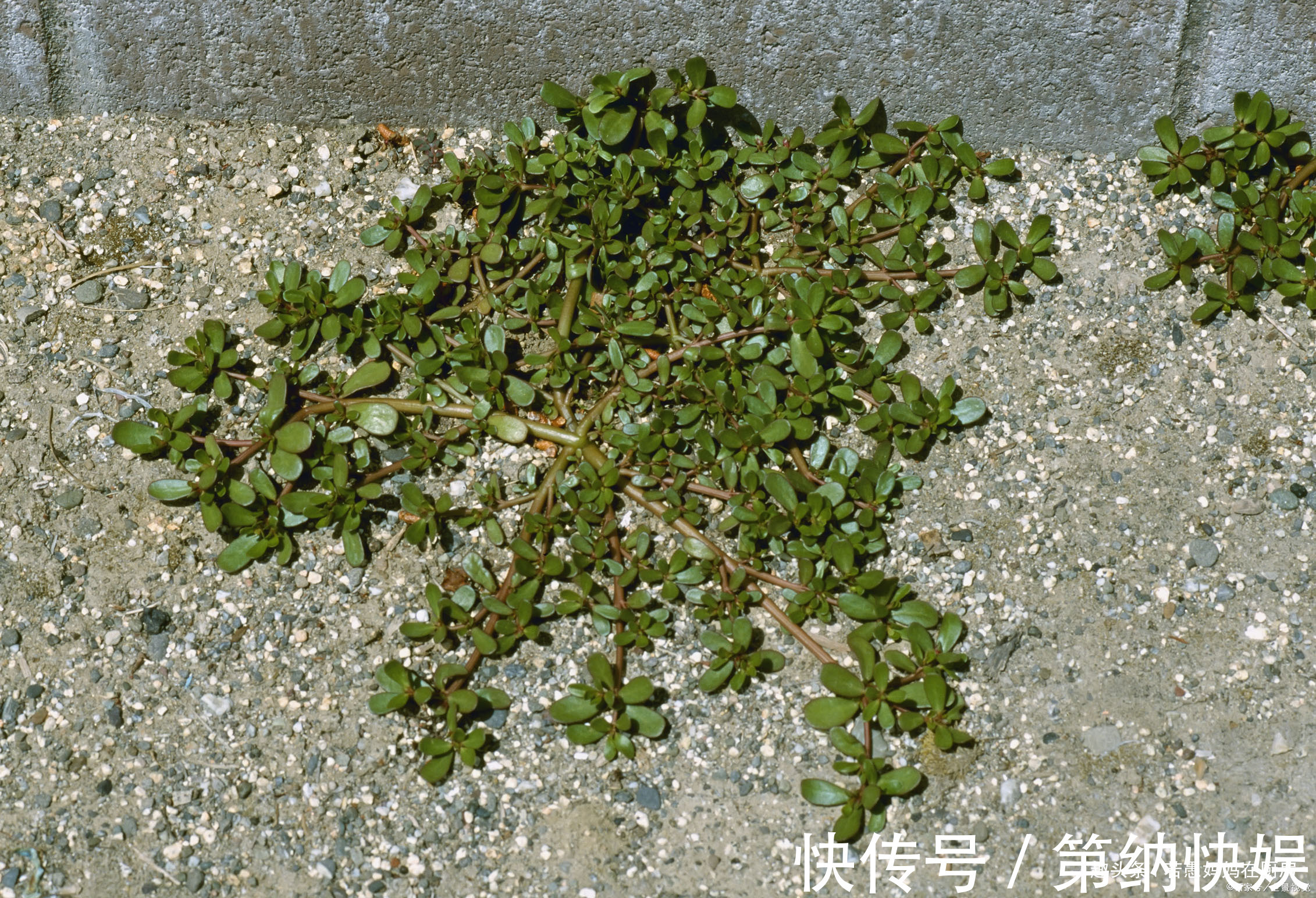 美味|春季必吃的8种野菜,鲜嫩美味有营养,错过又得等一年