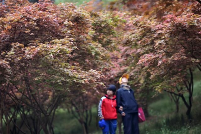 贵阳乌当：3万株红枫引客来