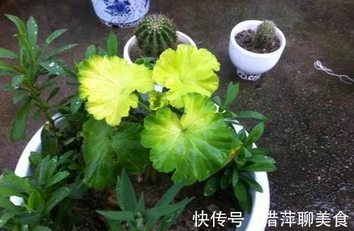 盆栽|养花总是黄叶，那是忽略了这3处“细节”，后悔刚知道