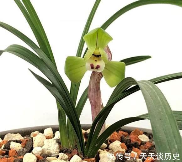 养兰花,牢记一个字,开花够豪气