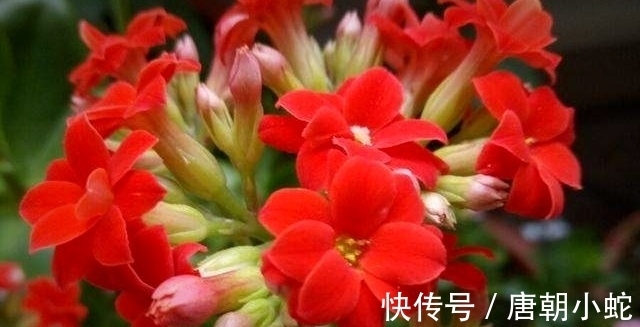 天增岁月人添寿,福寿吉庆长寿花