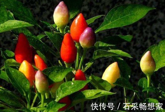 七彩椒|温中健胃、散寒祛湿的七彩椒，农民掌握种植要点，收获高产七彩椒