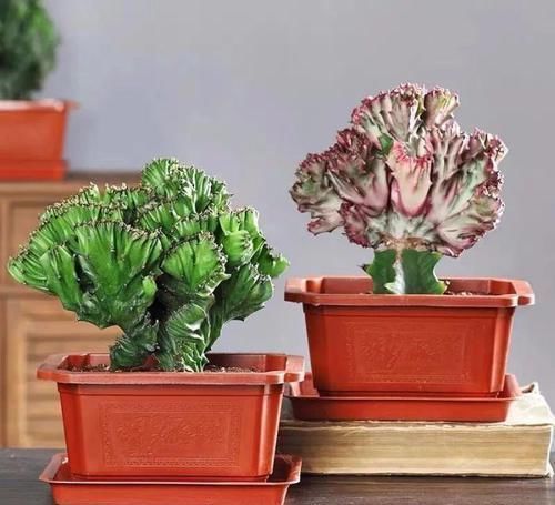 酒瓶兰|适合男人养的四种花,大气又稳重,旺财又旺运,早看早知道!