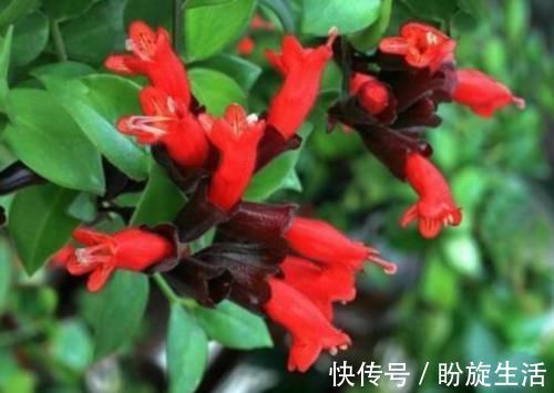 花期|养花就养这几款,全年开花不停,开花漂亮花期长,谁养谁喜欢