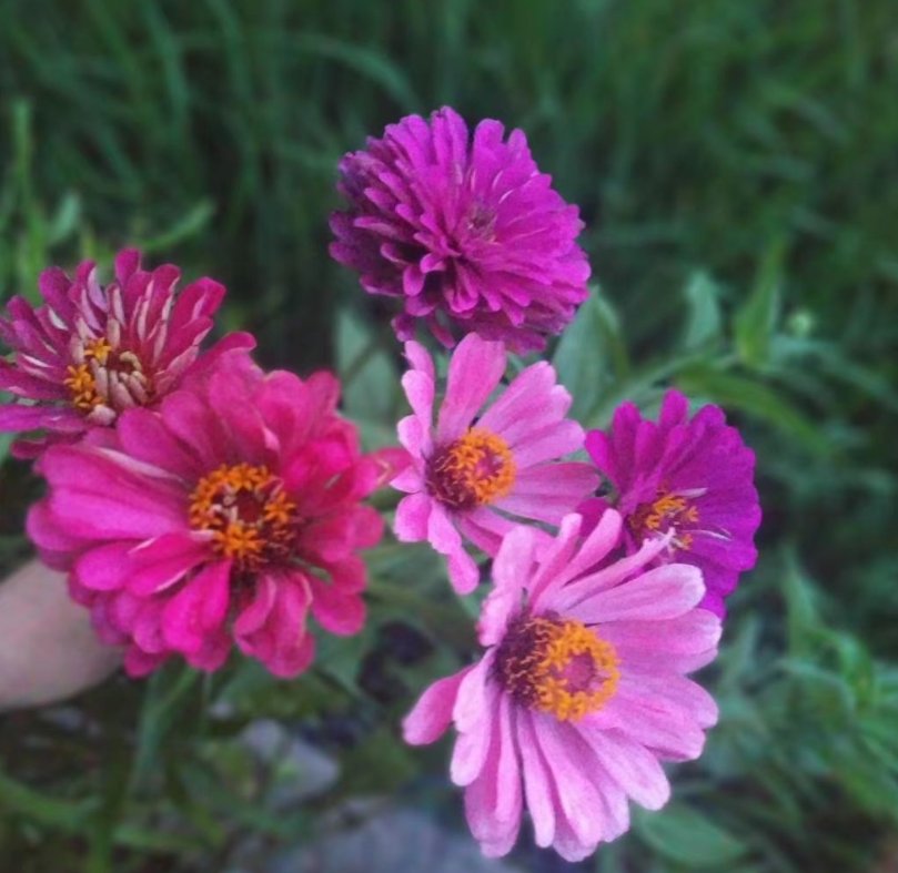  花友们|这种花叫步步高，家里养一盆，生活蒸蒸日上