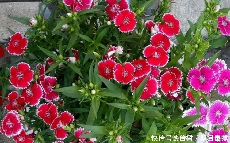 3种花好养易爆盆，花量超大，而且沾土就能活，太好养了