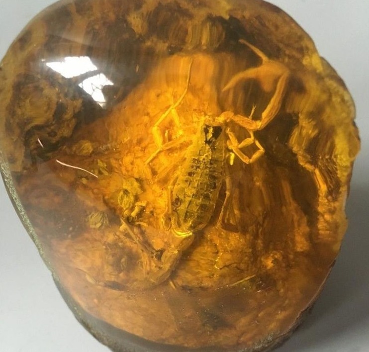 没想到|儿子放学路上捡的一块不起眼的石头,没想到,却改变了全家的生活