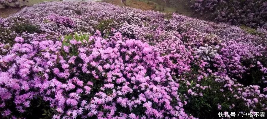 贵州盘州乌蒙大草原花海迎来最佳观赏期！