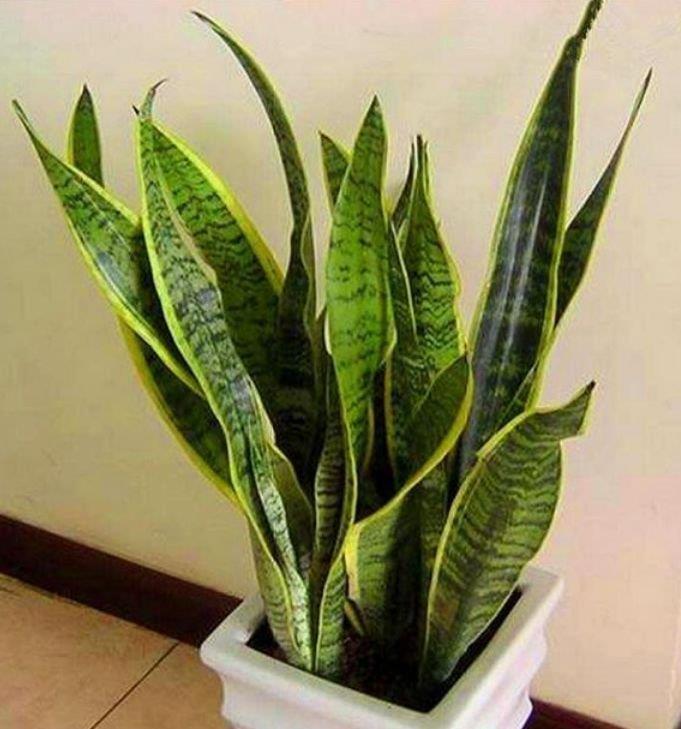 4种花适合养家里,夜里释放氧气,空气清新,助睡眠!