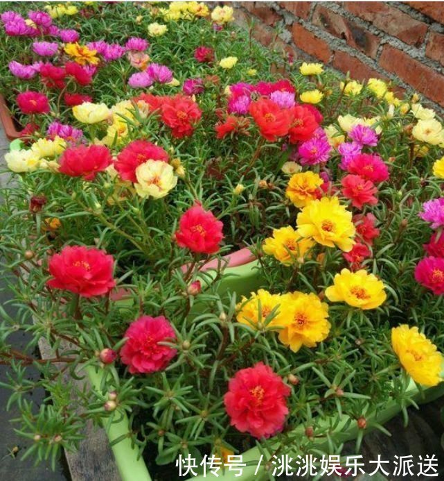 家里要养3种花,开花吉祥又喜庆,时来运转,越过越富裕有钱