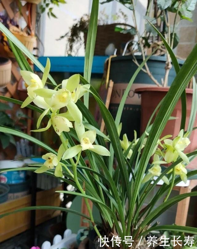 有些花名字太奇葩，叫出口太尴尬，开花却很美！