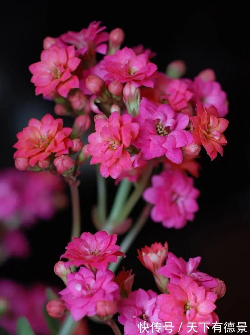 养殖|家里养上3种“吉祥花”，吉祥富贵又喜庆，颜值还都很高