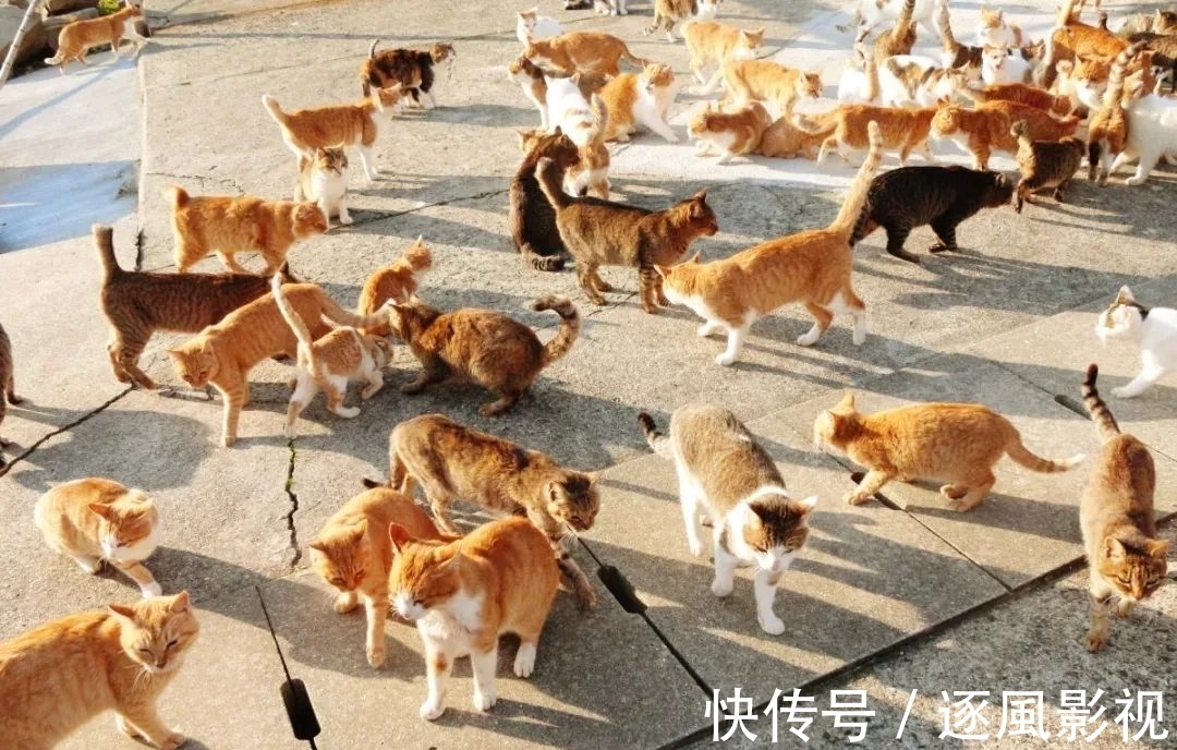 喵星人|日本怎么那么多撸猫圣地啊!