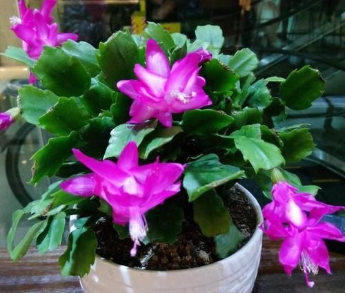 磷钾肥涨价了？别担心！草木灰、骨粉肥养年宵花，催花不愁