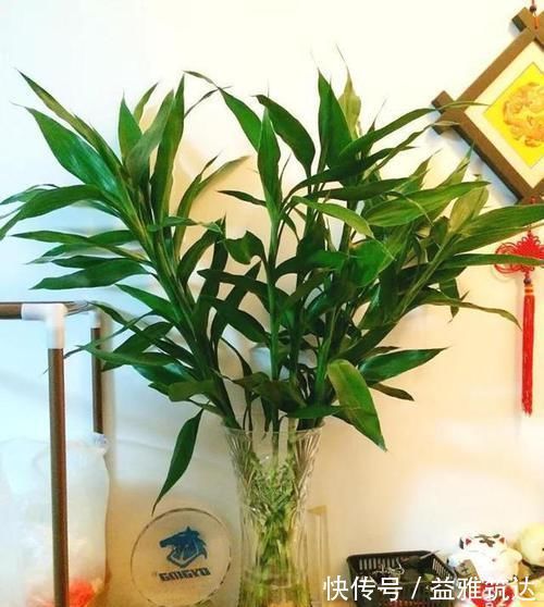 烂根|富贵竹离不开这种水,加一点,不烂根、不黄叶,家里吉祥富贵