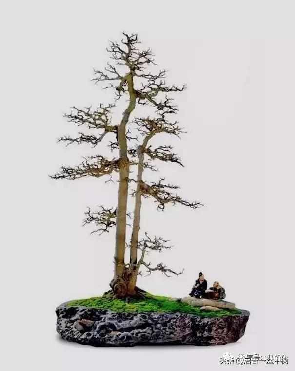 一粗一细|盆景双杆,一高一矮、一粗一细,苍龙教子之势