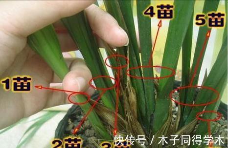 窍门|大花蕙兰，4个养护“窍门”，缺一不可，别耽误开花一整年