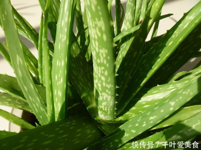 出门最容易“捡到”的5种花,拿回家剪几刀,不花钱成好看盆栽