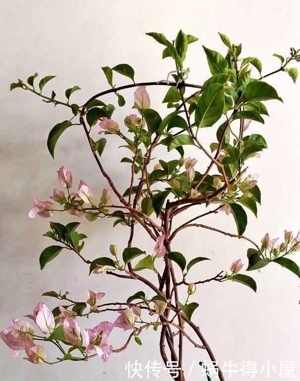 萌发|盆栽三角梅的培养方法很简单,做好3件事,植株壮实优美开花旺