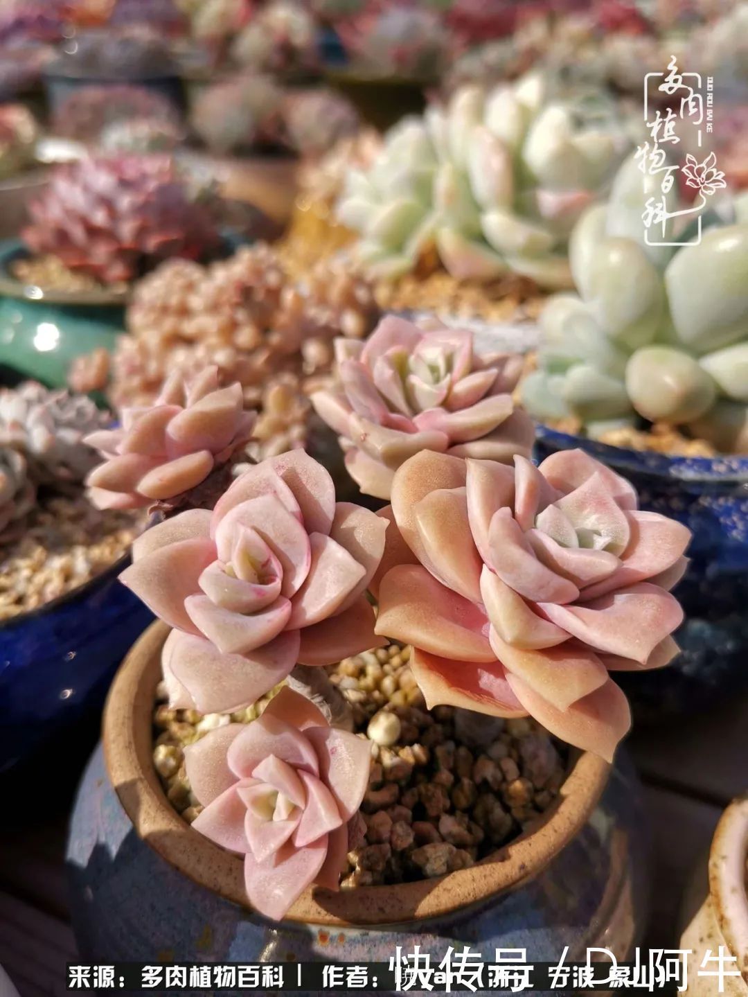 入多肉坑八年,始于初心,一切但求无愧于心