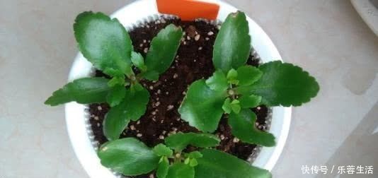 蟹爪兰|现在扦插正合适，4种花掐片叶子“丢”土里，1盆轻松变10盆