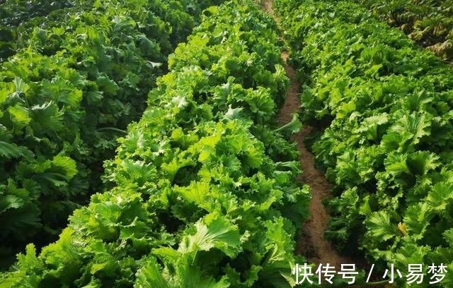 好吃|这种青菜不仅好种还好吃，包饺子非常特别，你不试种一下吗？