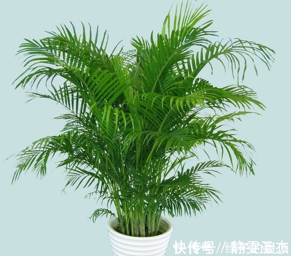 房间总是飘散灰尘,试试养这几种植物,轻松去除灰尘